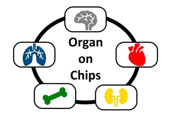 Schematic of an organ on a chip