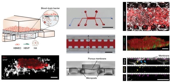 Blood-barrier microchip