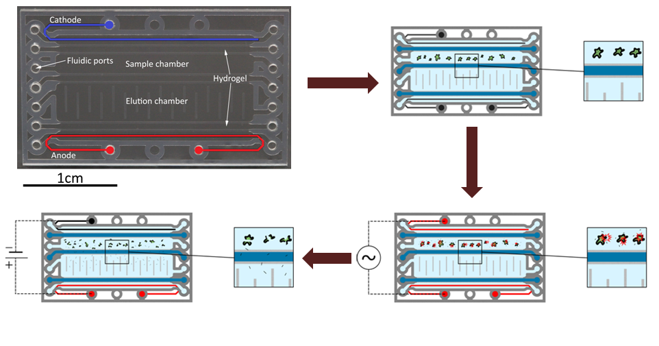 miRNA extraction microchip