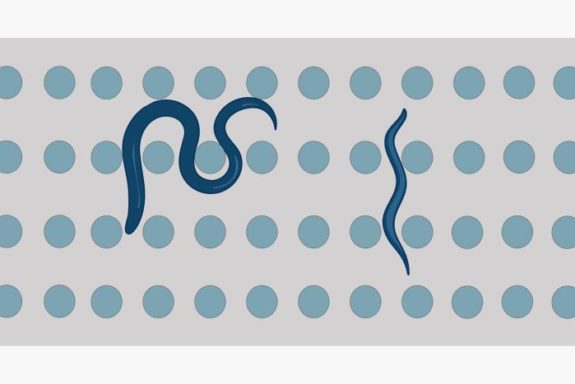microfluidic chip for c elegans research