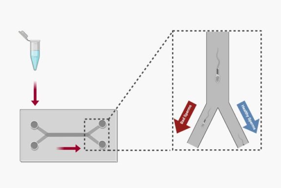 Microfluidic fertility schematic