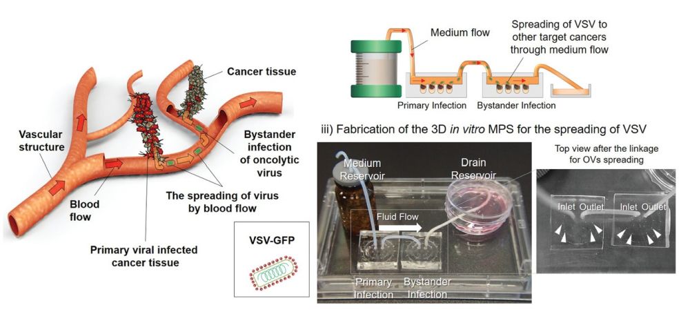 Oncolytic virus mirofluidic chip