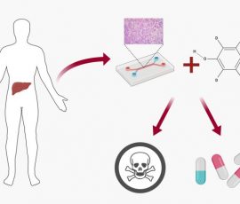 microfluidic drug toxicity screening schematic