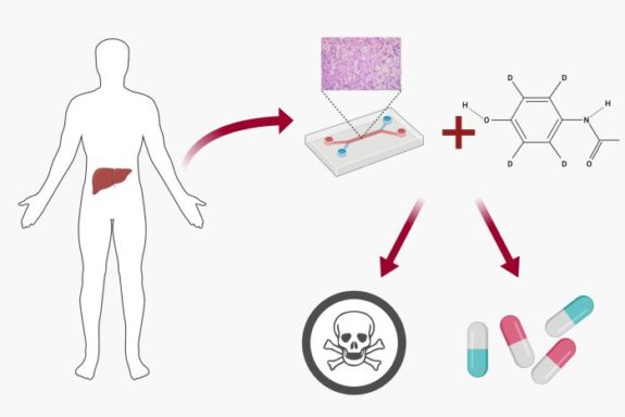 microfluidic drug toxicity screening schematic
