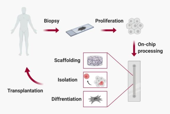 Microfluidics for regenerative medicine