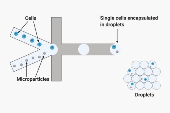 Single cell analysis using droplet microfluidic