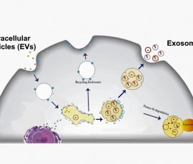 Exosome schematic