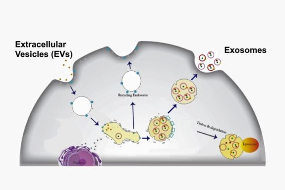 Exosome schematic
