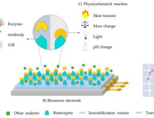 Biosensor schematic
