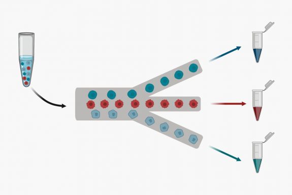 Microfluidic cell sorting sketch