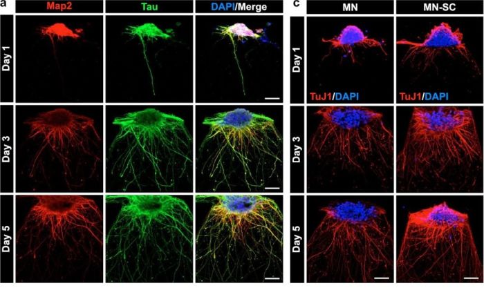 Microfluidics: Cells in a microfluidic organ on a chip