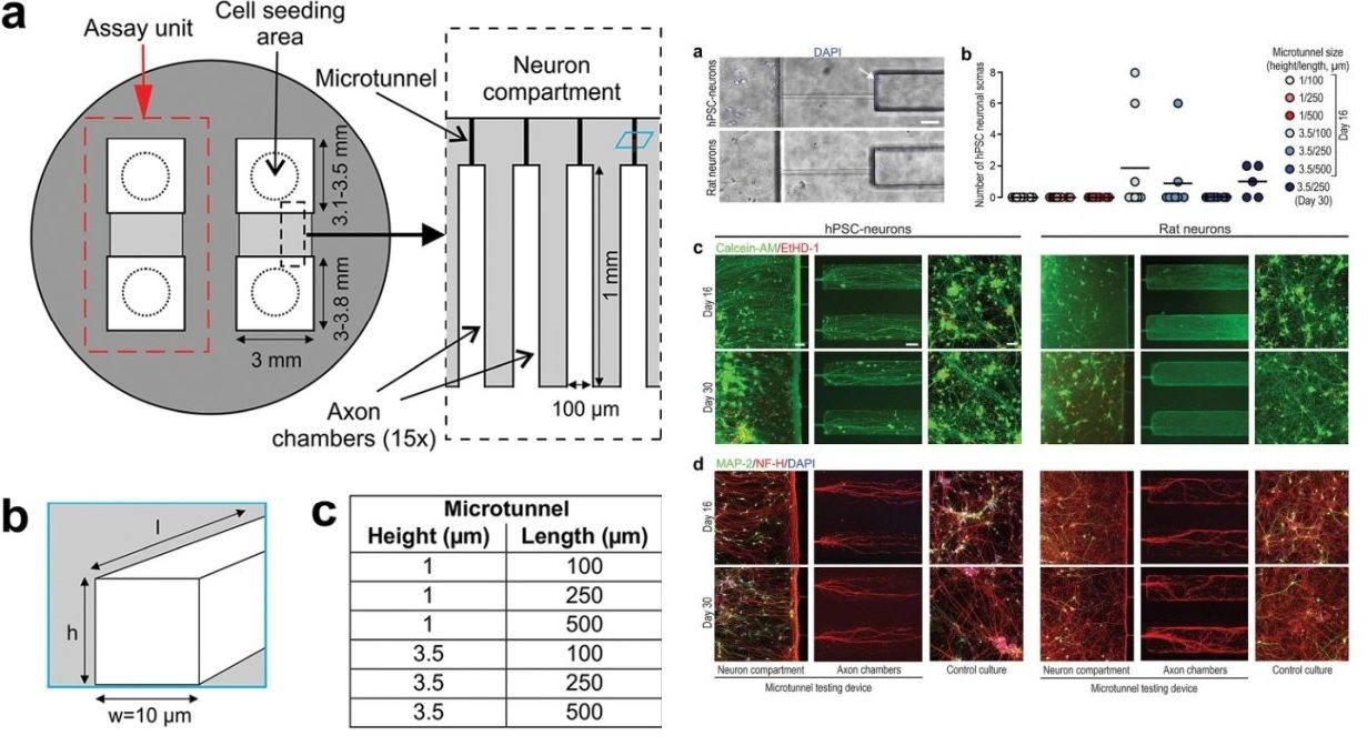 Microfluidic Device
