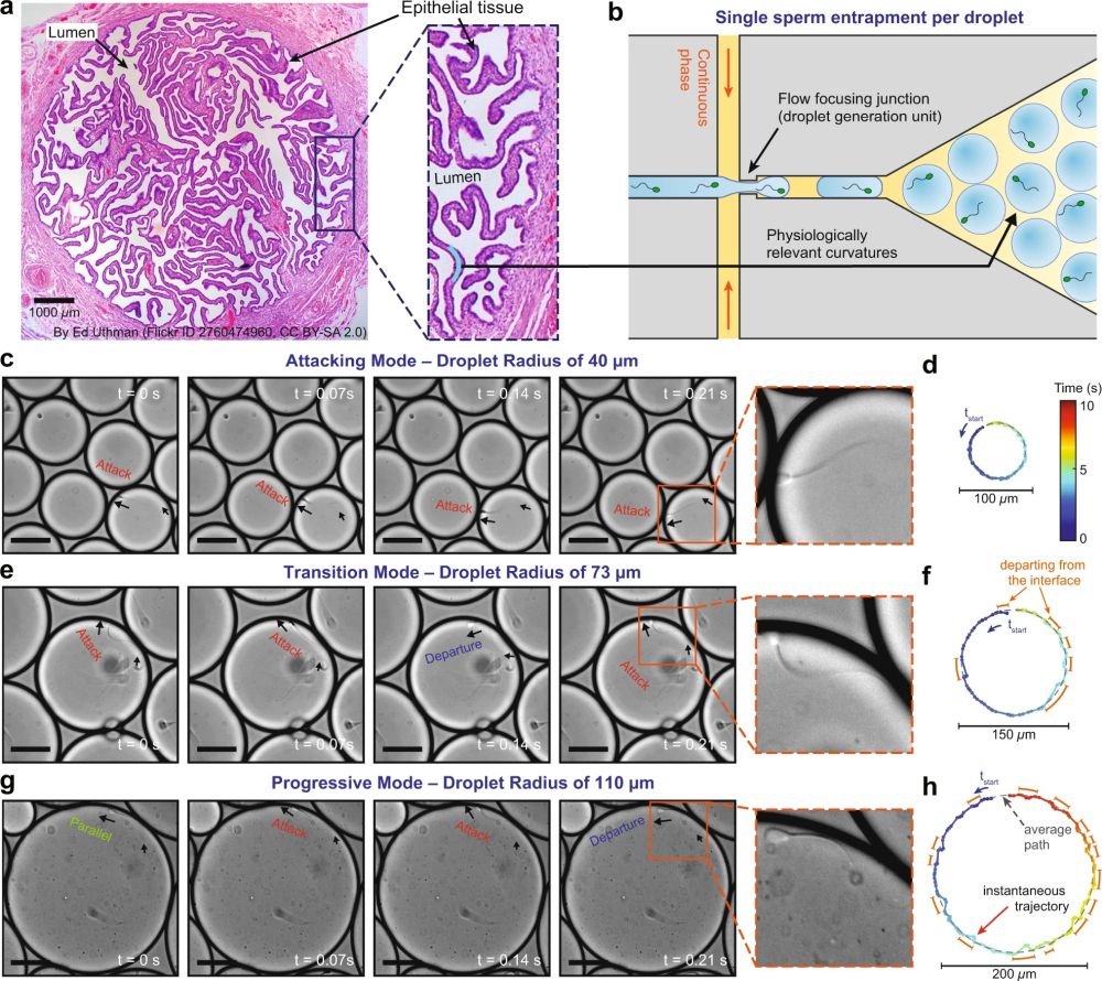 microfluidic single cell analysis