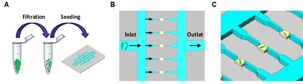 microfluidic single cell analysis