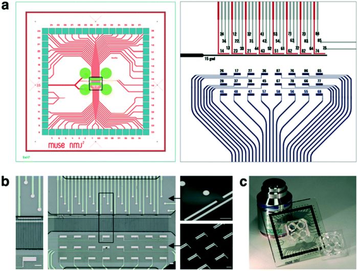 neuromuscular junction on a chip