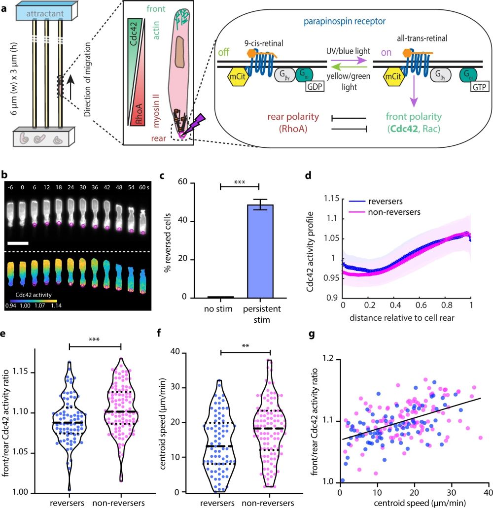 Microfluidics: A chip for investigating cell polarity