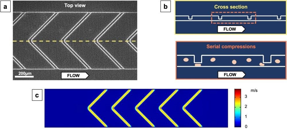Microfluidic chip that delivers mrna to cells