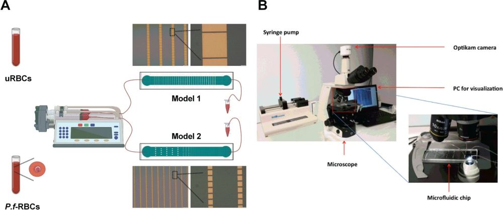 microfluidic chip to study pitting of malaria parasites