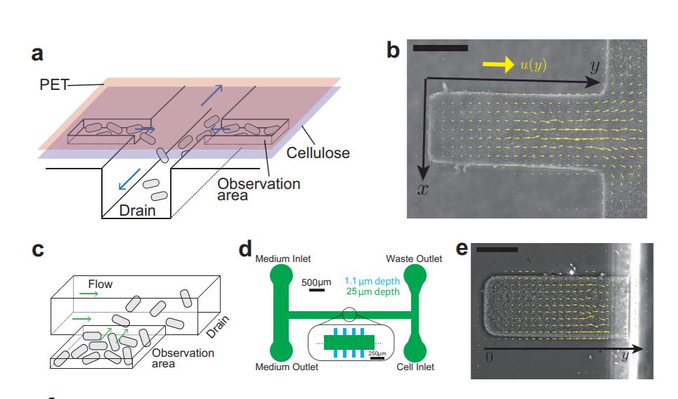 microfluidic device for analyzing the cell size fluctuation