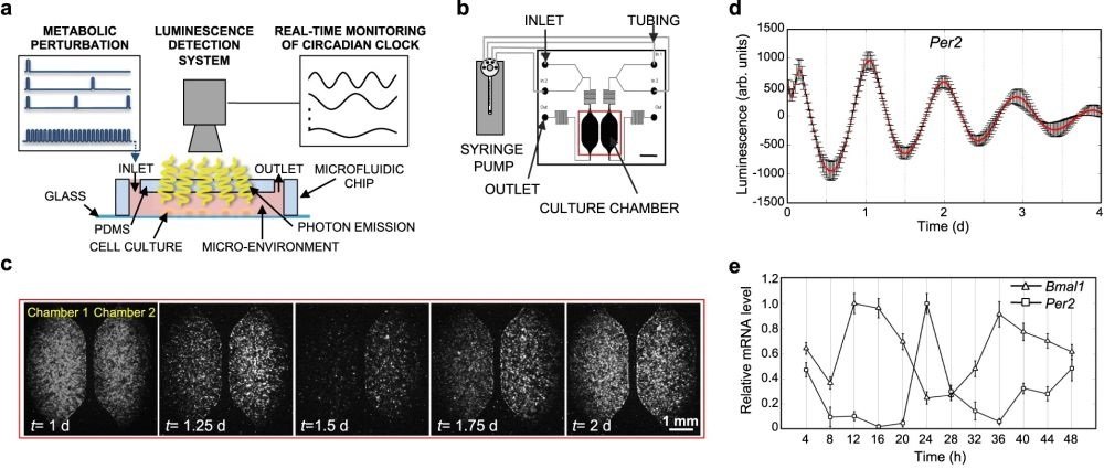 microfluidic metabolic signal analysis