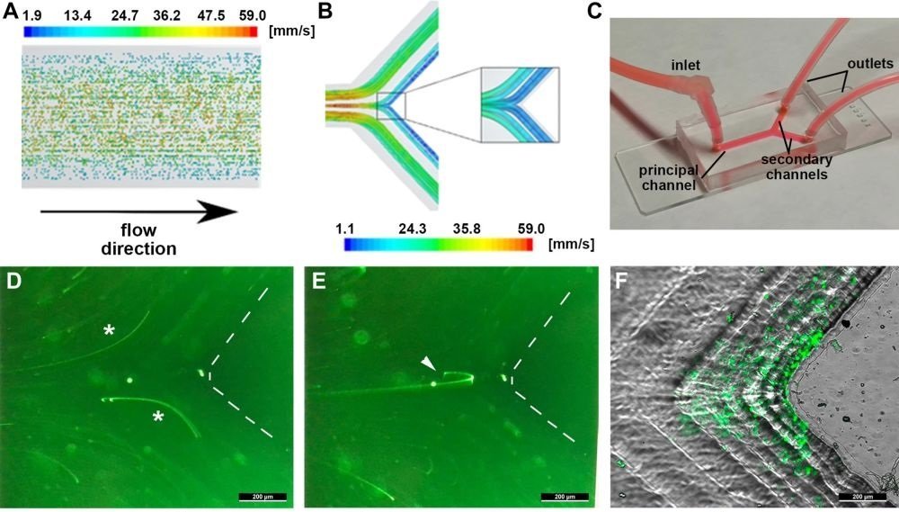 Microfluidic chip for modeling metastasis