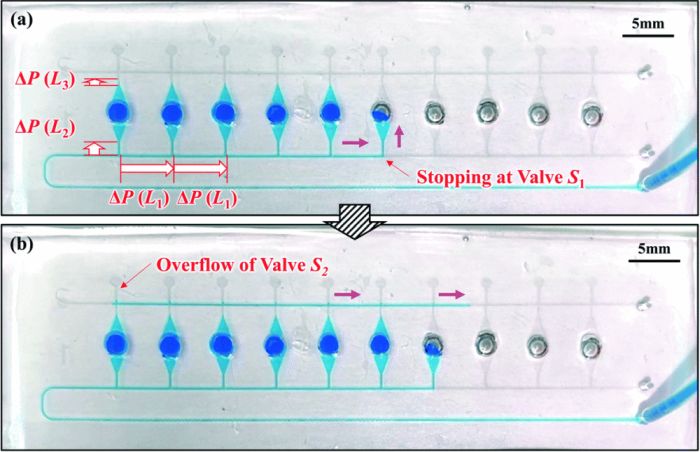 microfluidics: Microfluidic device for Lamp diagnostics