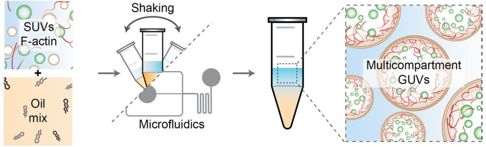 Microfluidics: droplet based microfluidic generation of synthetic cells
