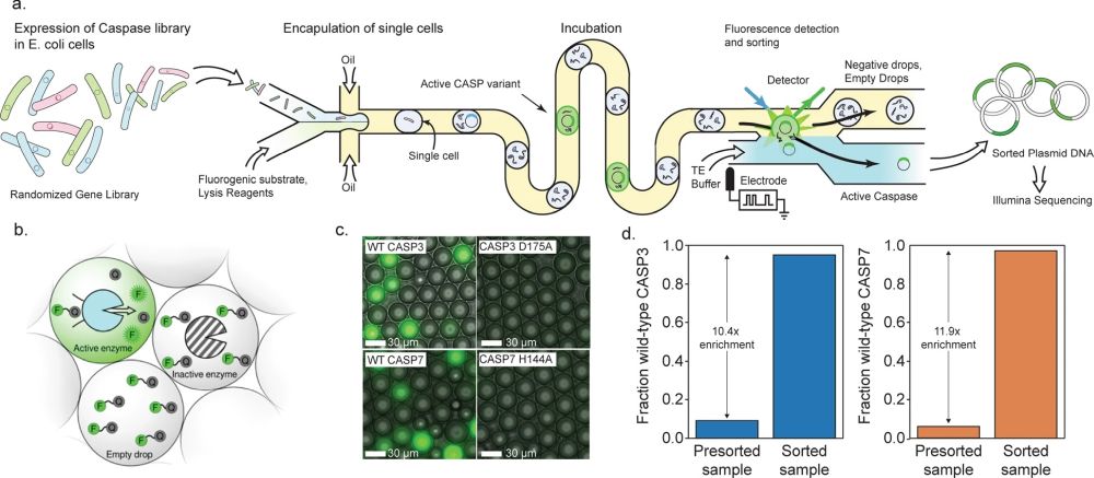 Microfluidic deep mutational scanning