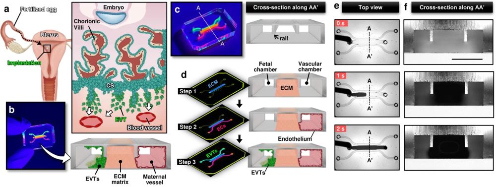 microfluidic chip to study human trophoblast invasion during implantation