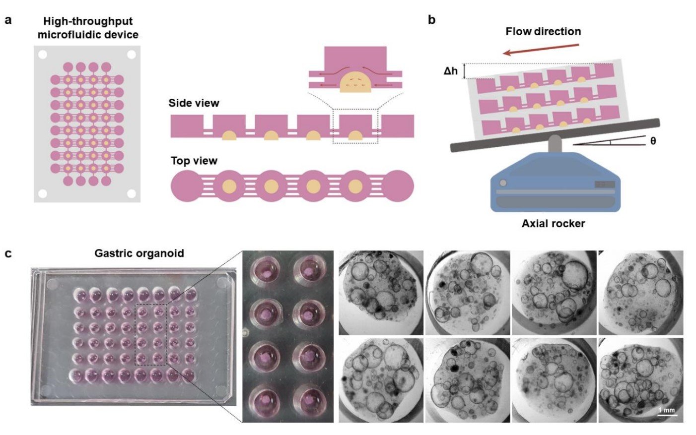 cell culture with tissue ecm in a microfluidic chip