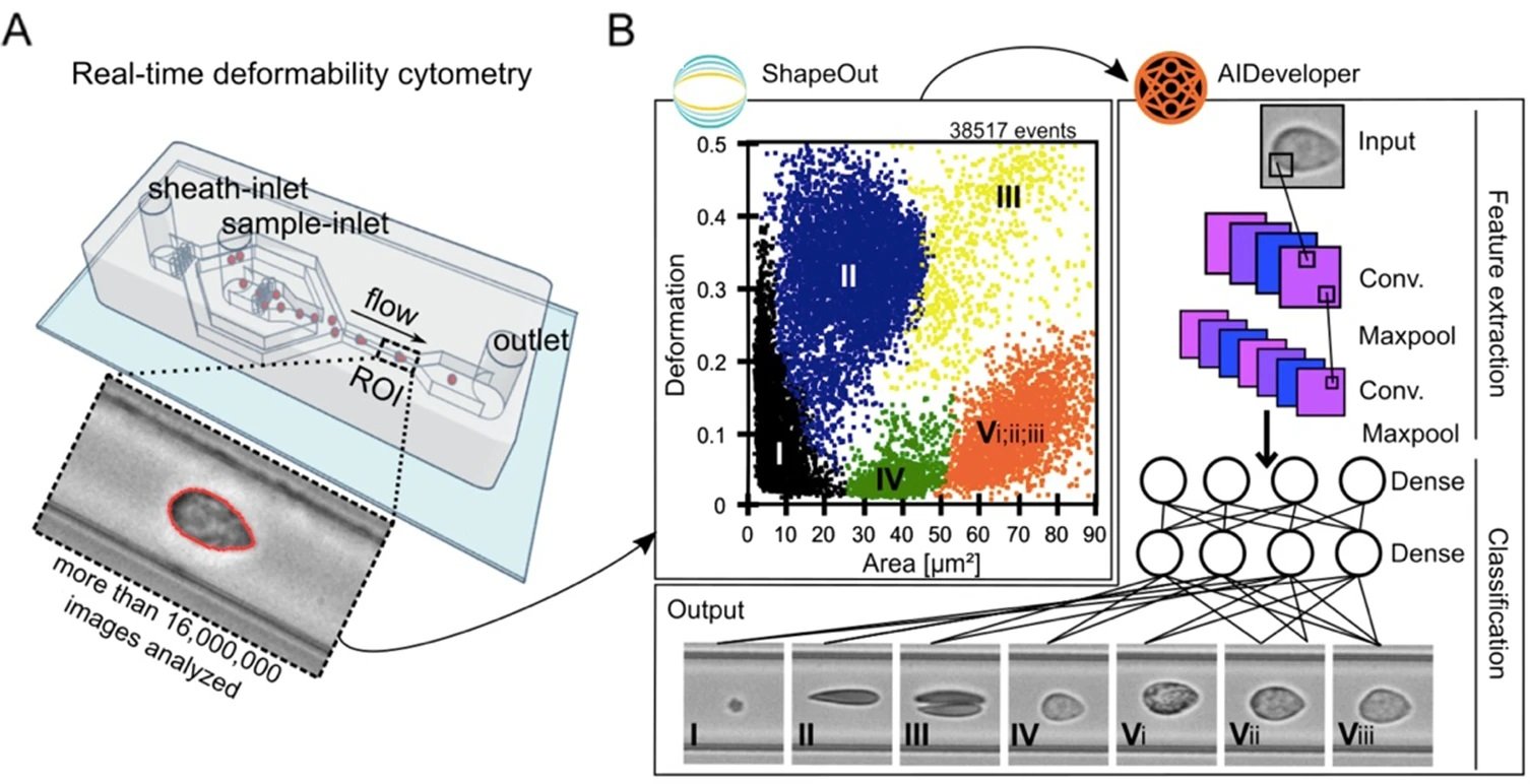 AI-based classification of blood cells with microfluidic chips