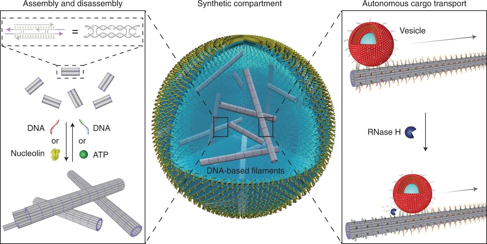 Functional DNA-based cytoskeletons