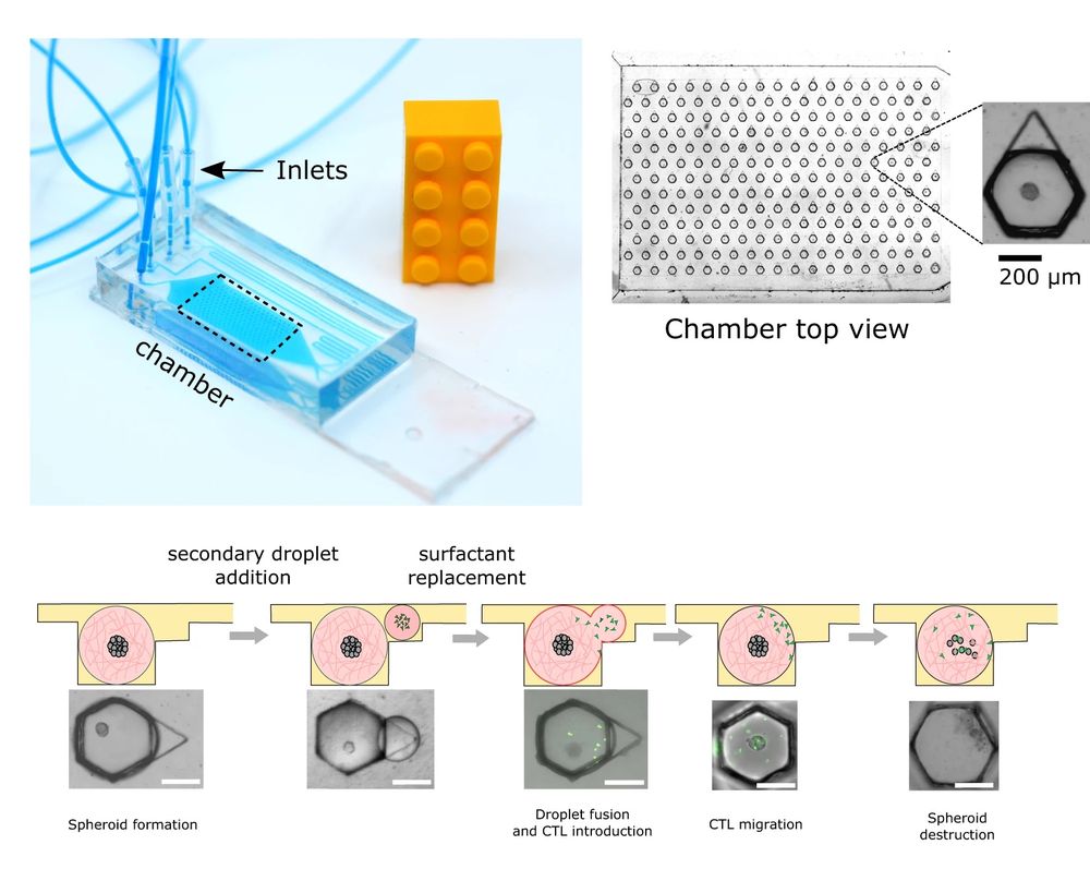 Microfluidic t cell analysis