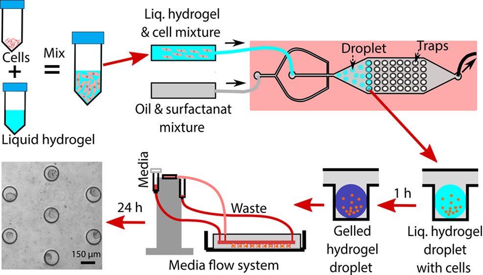 A microfluidic platform used for generation of 3d spheroids