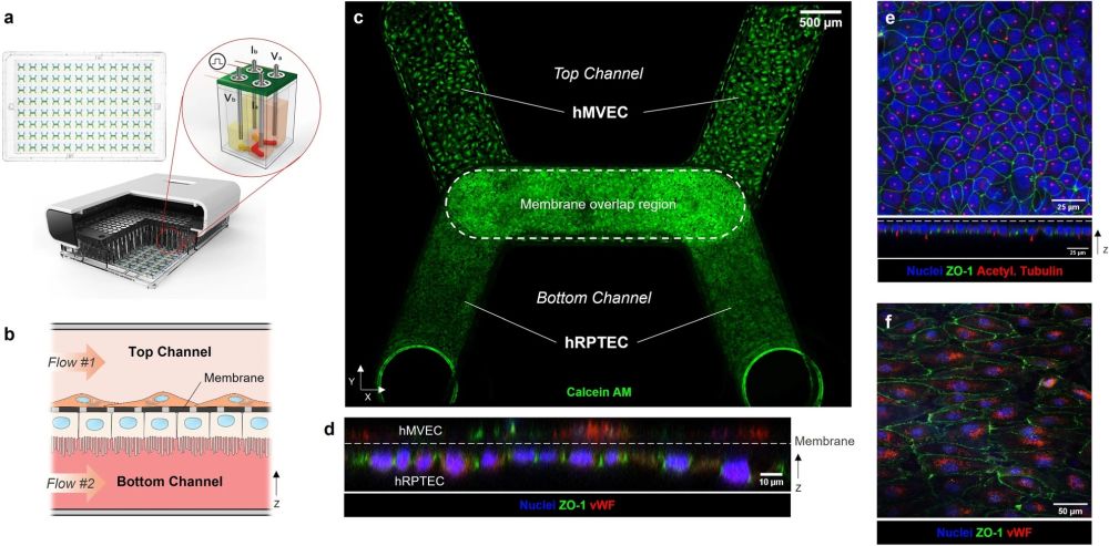kidney toxicity screening using microfluidics