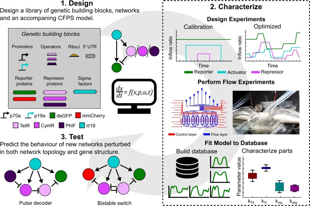 schematic of a microfluidic platform for designing cell-free networks
