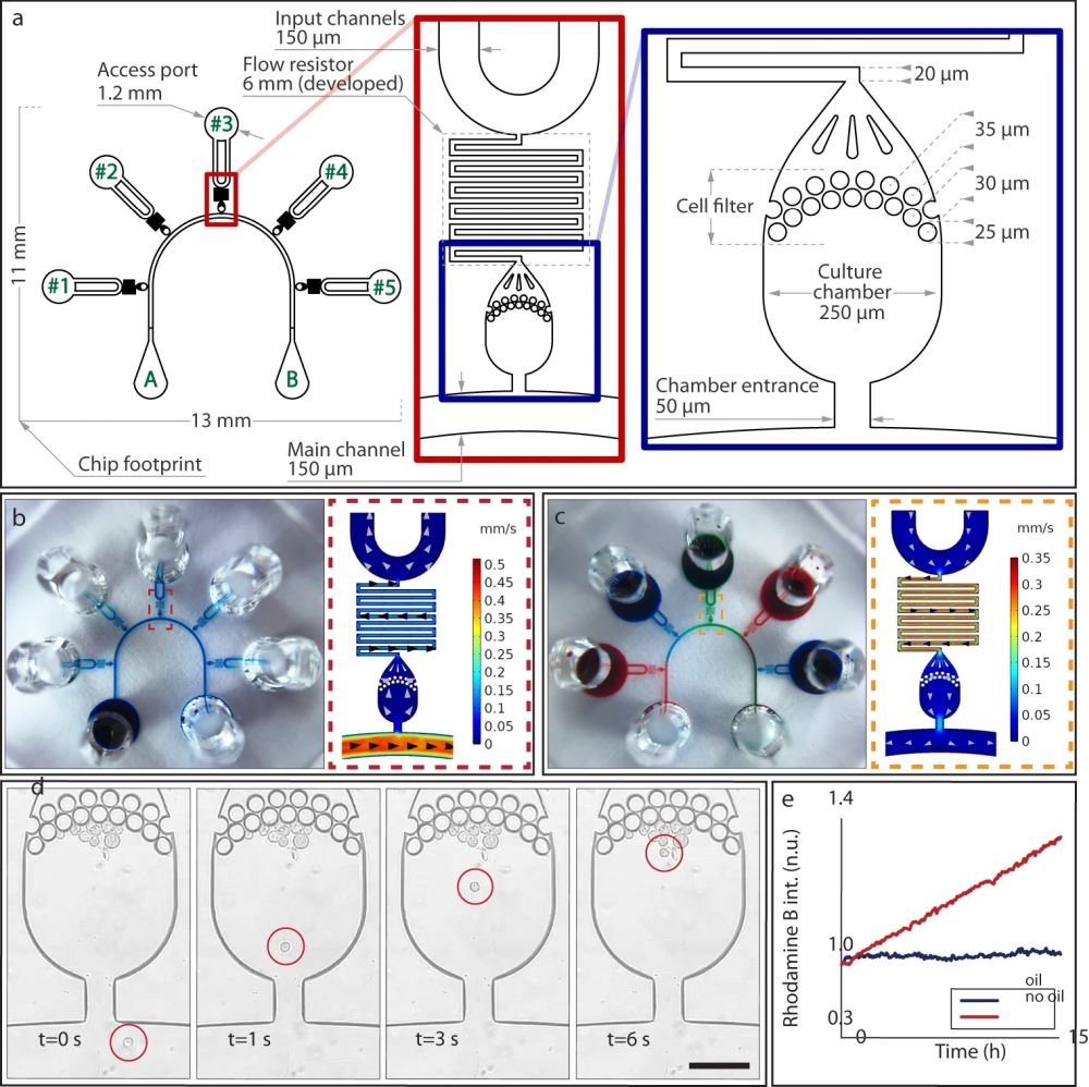 Microfluidic chip for mammalian cell culture
