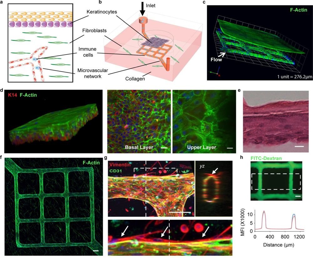 vascularized immune-competent skin-on-chip platform