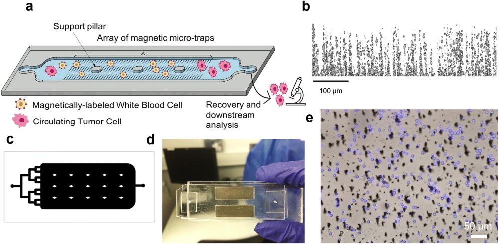 Microfluidic device for immunomagnetic for purification of tumor cells