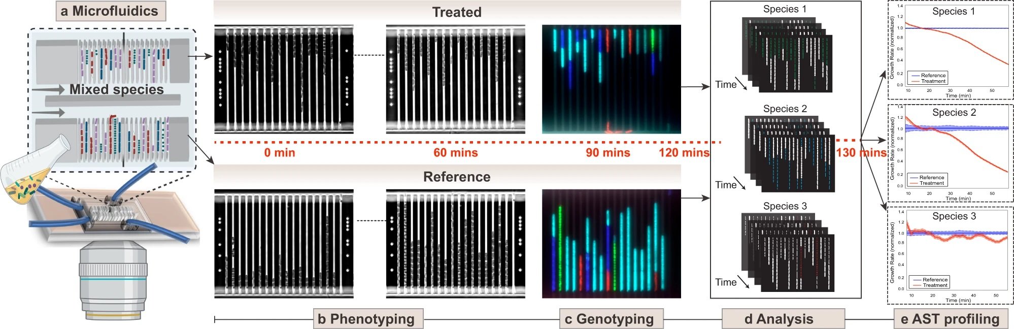 microfluidic antibiotic susceptibility test