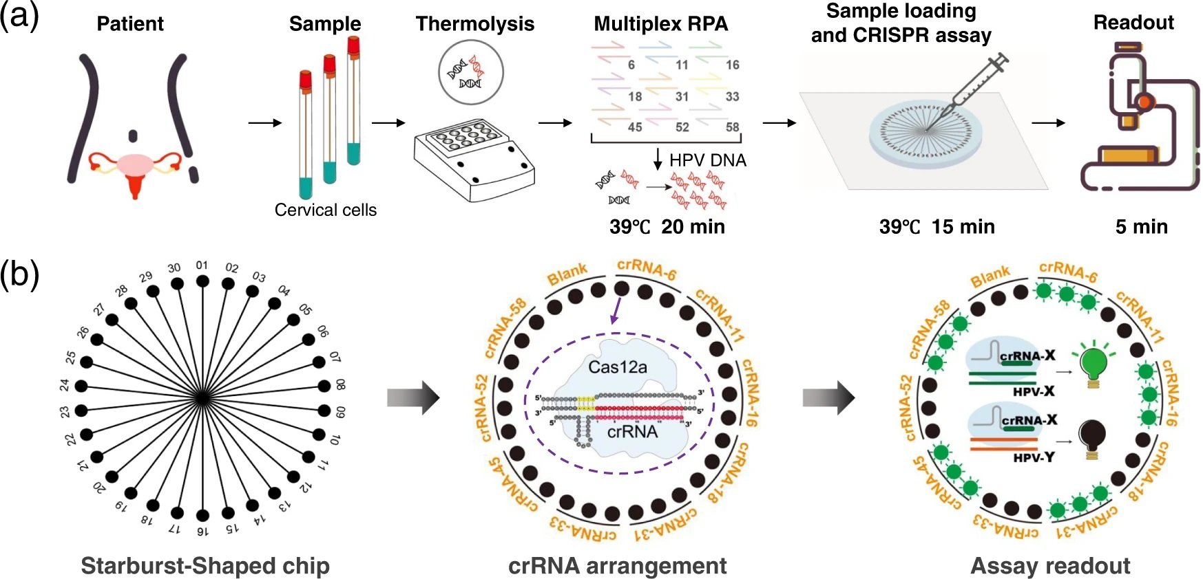 Multiplex nucleic acid detection
