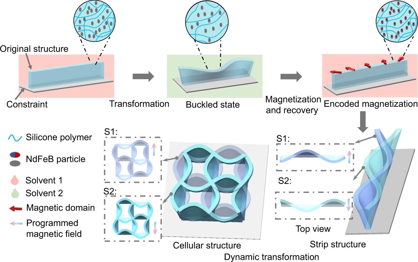 Dynamic morphological transformation studies using microfluidics