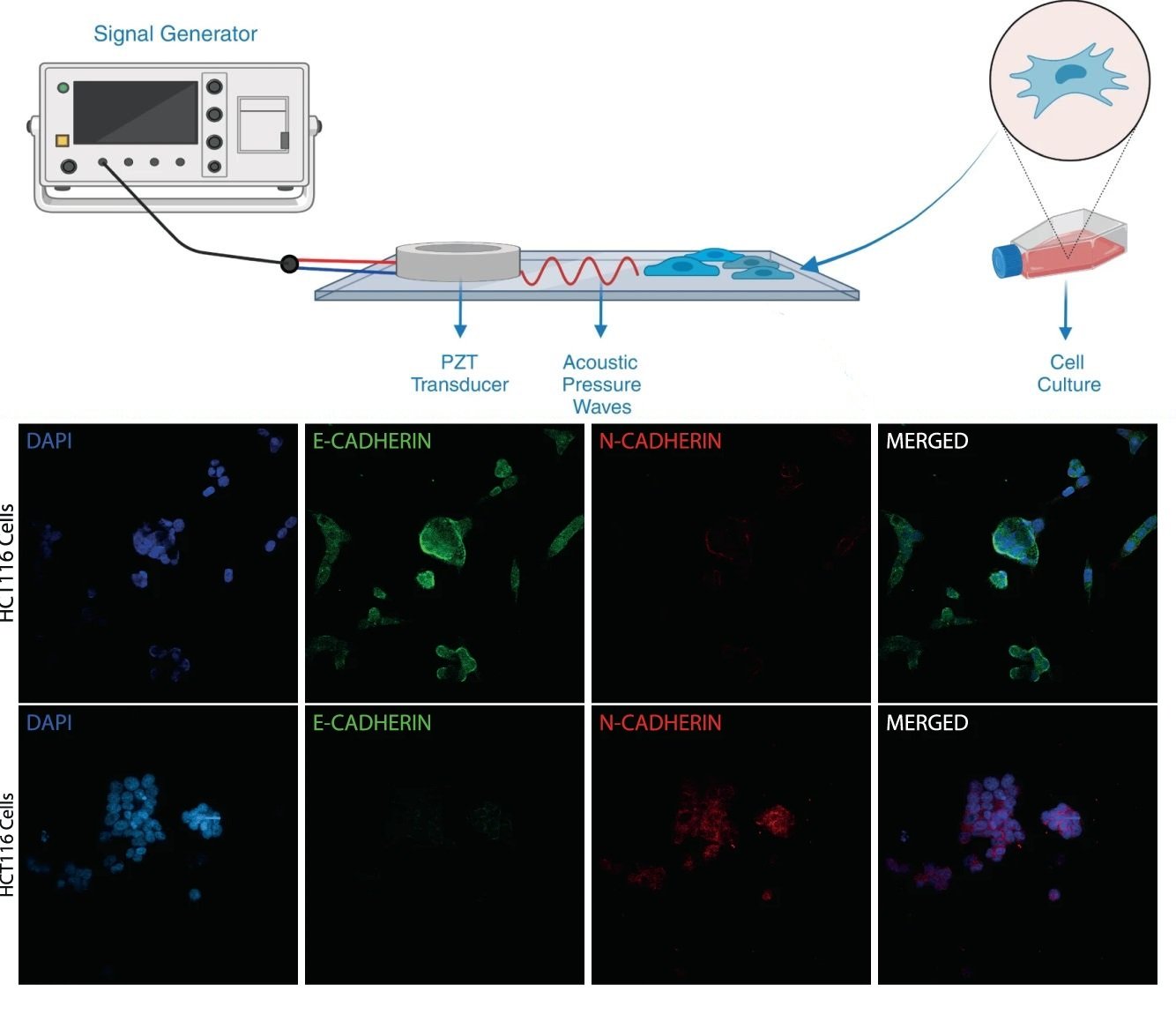 microfluidics for celll measurement