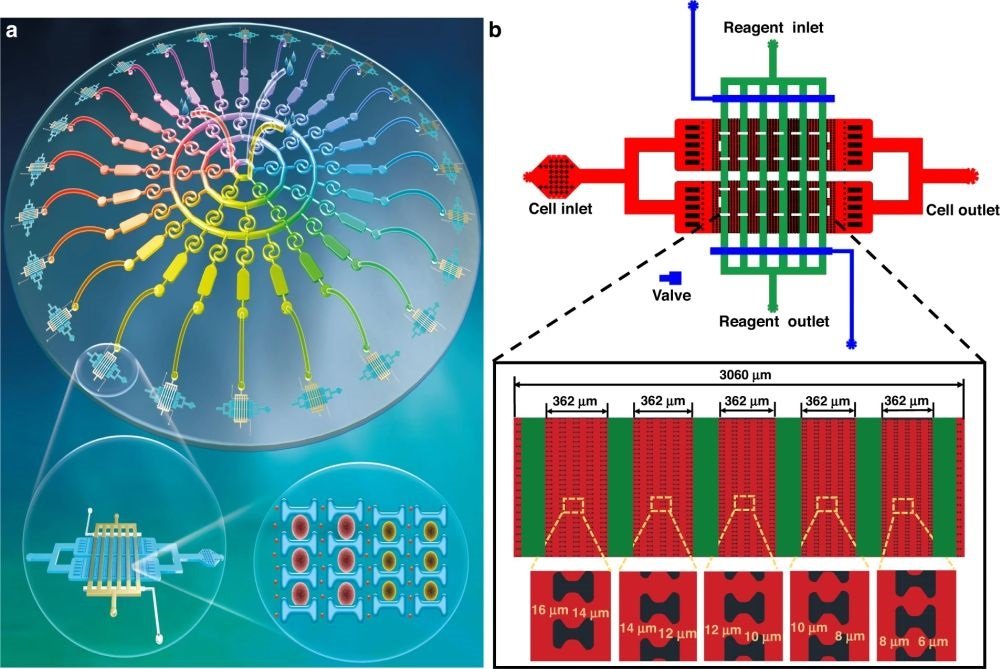 Microfluidic multiconcentration gradient generator
