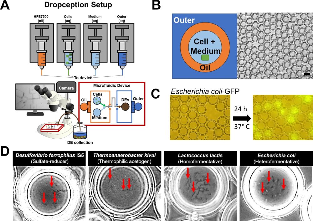 Microfluidics for cultivating microbial diversity