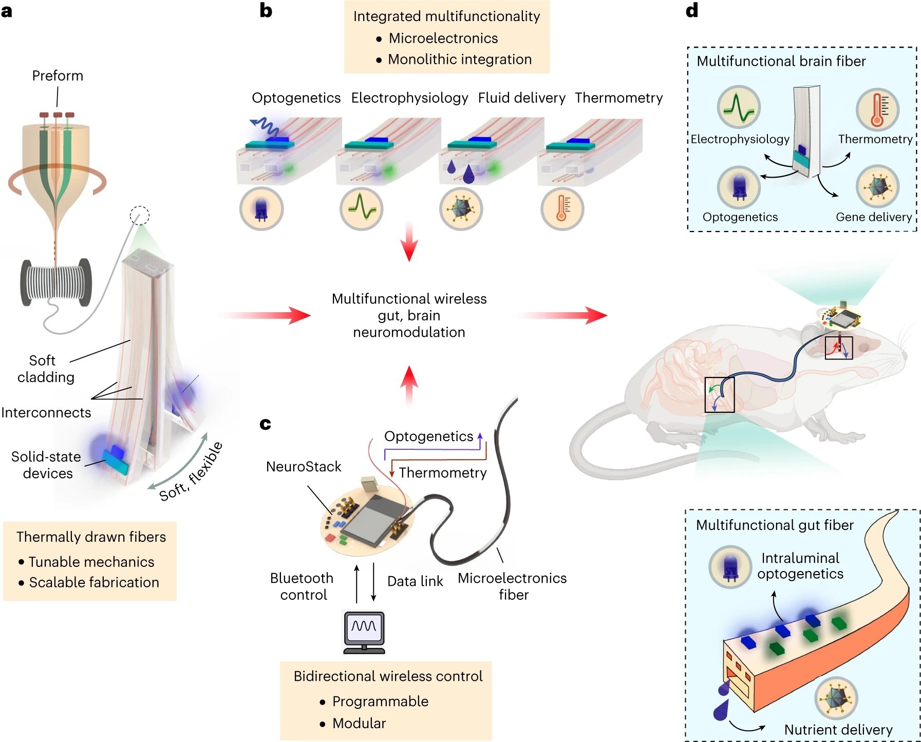 gut and brain neural circuitsmultifunctional microfluidic platform for gut and brain neural circuits modulation