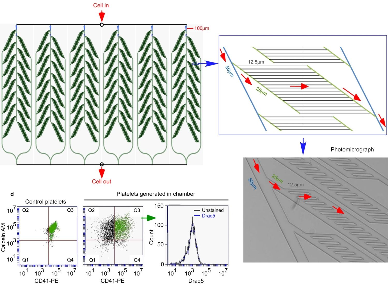 Microfluidic technology enables regeneration of platelets