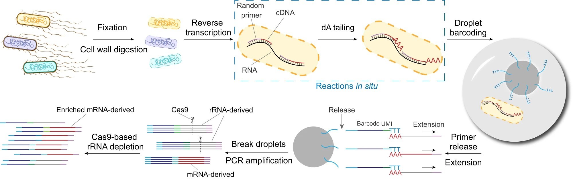 Microbe RNA sequencing using advanced microfluidic technology